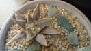 Ariocarpus retusus