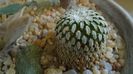 Turbinicarpus pseudopectinatus