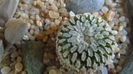 Turbinicarpus pseudopectinatus