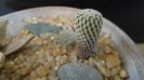 Turbinicarpus pseudopectinatus