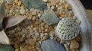 Turbinicarpus pseudopectinatus