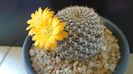 Rebutia arenacea