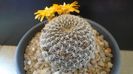 Rebutia arenacea