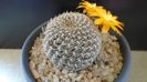 Rebutia arenacea