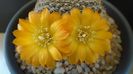 Rebutia arenacea