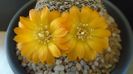 Rebutia arenacea