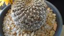 Rebutia arenacea, boboci