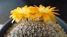Rebutia arenacea