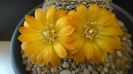 Rebutia arenacea