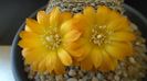 Rebutia arenacea