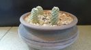 Grup de 3 Pediocactus