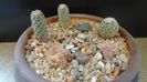 Grup de 3 Pediocactus