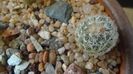 Pediocactus paradinei