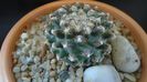 Pediocactus knowltonii