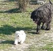 Bichon Maltese si Briard