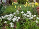 Exochorda Macantra the Bride