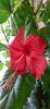 Cooperi rose flake