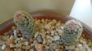 Pediocactus simpsonii & Pediocactus simpsonii v. minor