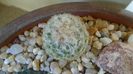 Pediocactus paradinei