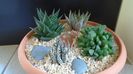 Grup de 4 Haworthia