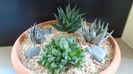 Grup de 4 Haworthia