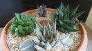 Grup de 4 Haworthia