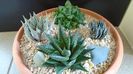 Grup de 4 Haworthia