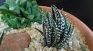 Haworthia fasciata