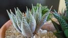Haworthia limifolia v. striata