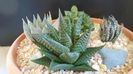 Haworthia limifolia