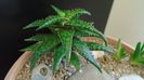 Aloe somaliensis