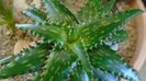 Aloe somaliensis