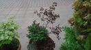 Mesteacan negru & Picea abies ''Little Gem'' (Molid pitic norvegian)