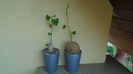 Stephania erecta & Stephania venosa, inceput de vegetatie