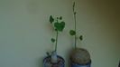 Stephania erecta & Stephania venosa, inceput de vegetatie