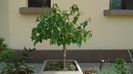 Bonsai si prebonsai
