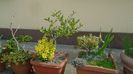 Bonsai si prebonsai