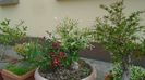 Bonsai si prebonsai