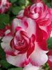 f19e60094bd57a8266ca852bd5c098ad