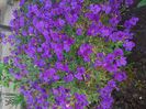 Aubrieta