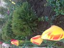 IMG-20200422-WA0020
