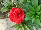 IMG-20200422-WA0006
