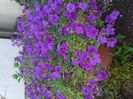 IMG-20200422-WA0007