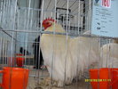 SDC12551