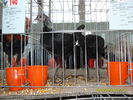 SDC12554