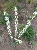 prunus glandulosa rosea alba plena-migdal japonez