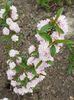 prunus glandulosa rosea plena-migdal japonez