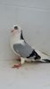 M 2017 150buc