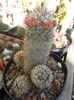 Mammillaria microhelia