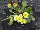 primula elatior Gold Nugget